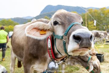 30^ Fiera Valsesiana di Ottobre - Doccio di QUARONA - Premiazioni BOVINI